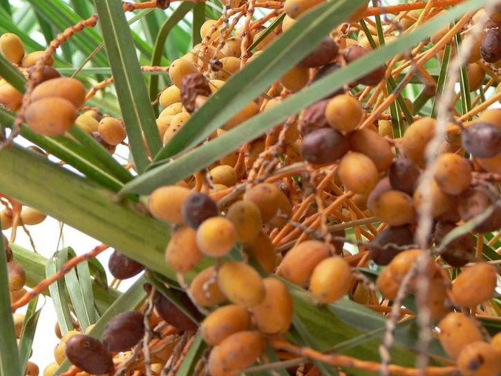 Orange Palm Tree Fruits 725x544