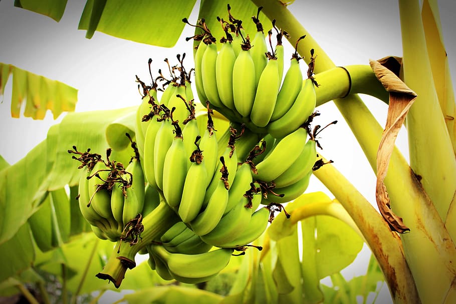 Banana Fruit Outdoor Tree