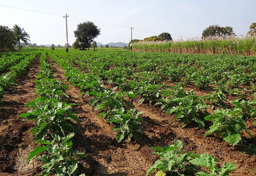Eggplant Brinjal Vegetable Field Agriculture Agricultural Nature Freshness Harvest