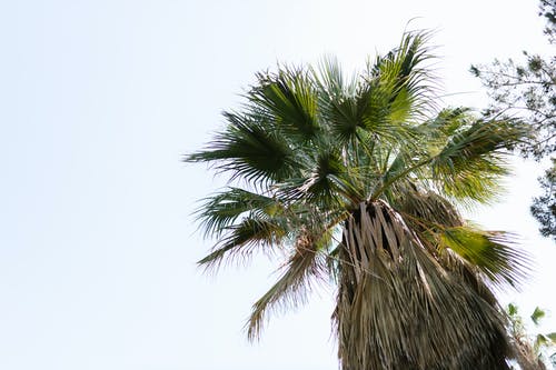 Palmera