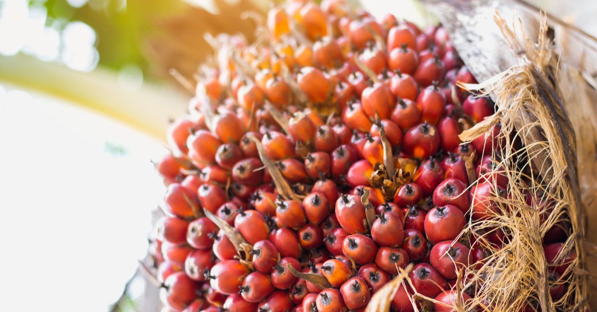 Aceite De Palma Prod