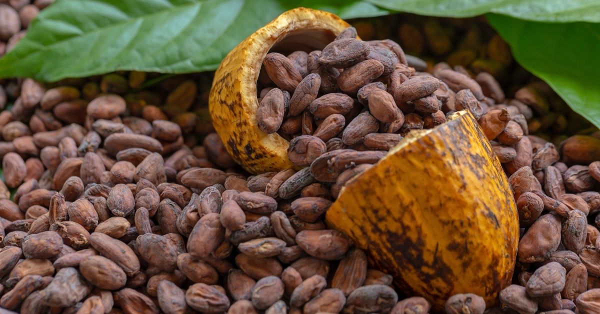 Cacao Colombiano