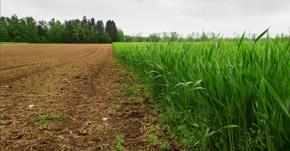 Compras De Agroinsumos