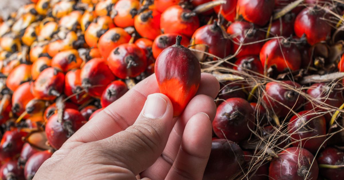 Producción De Aceite De Palma