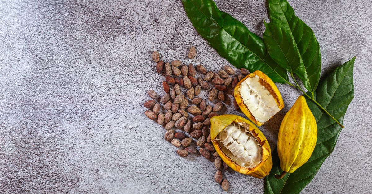 Productor De Cacao En El Mundo