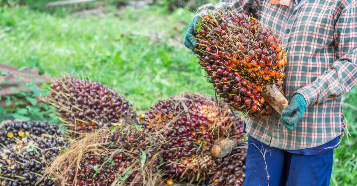 Protección Fitosanitaria De La Palma De Aceite