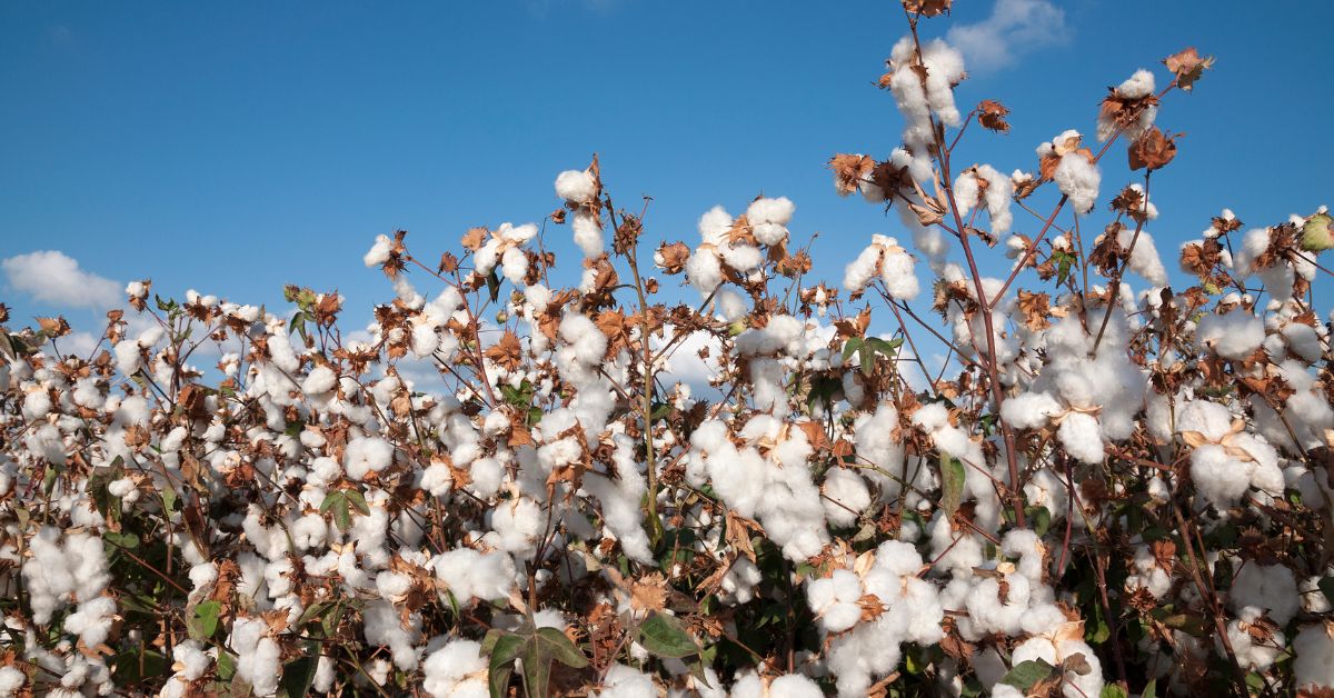 Cultivo Algodon