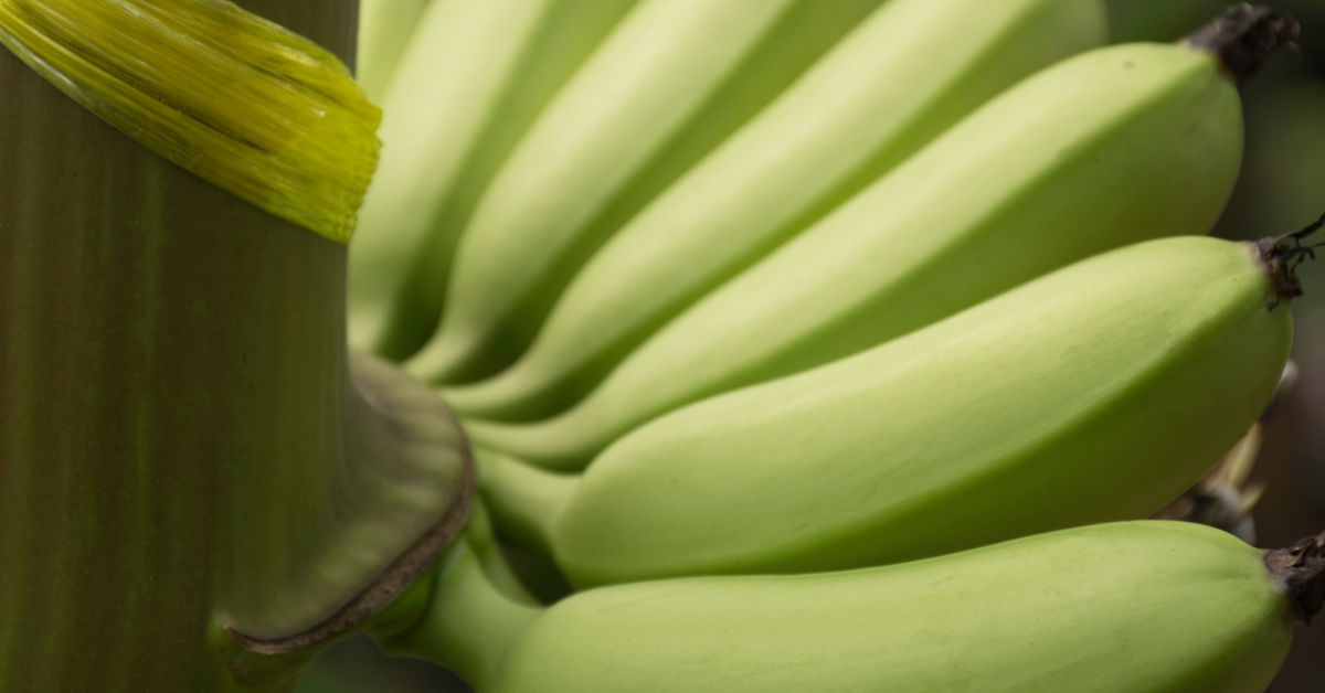 Exportacion Banano Estados Unidos