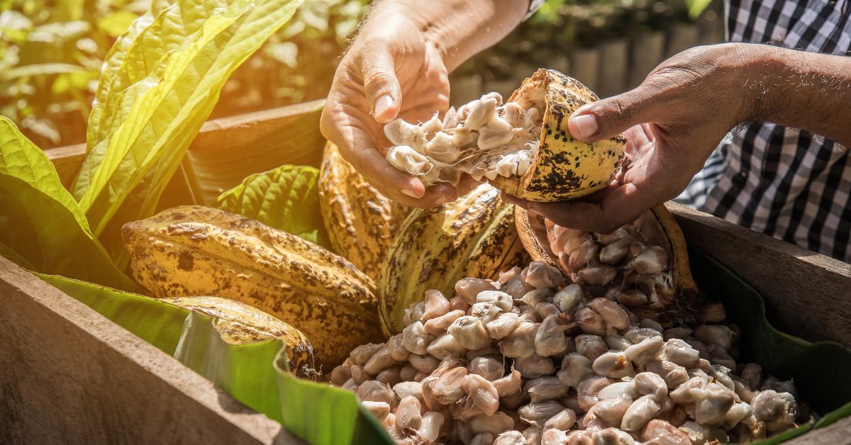 Exportaciones De Cacao