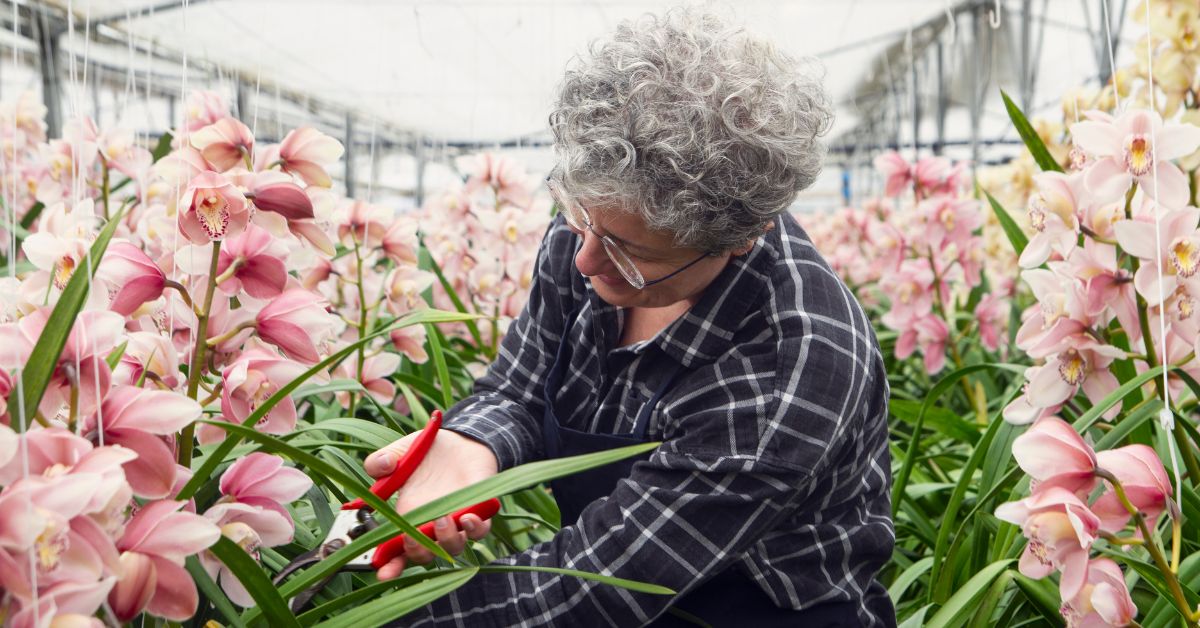 Floricultor Orquideas
