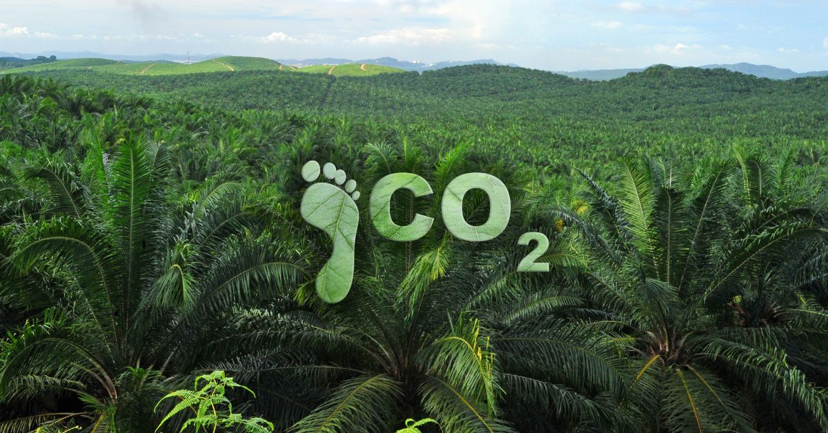 Co2 Palmas
