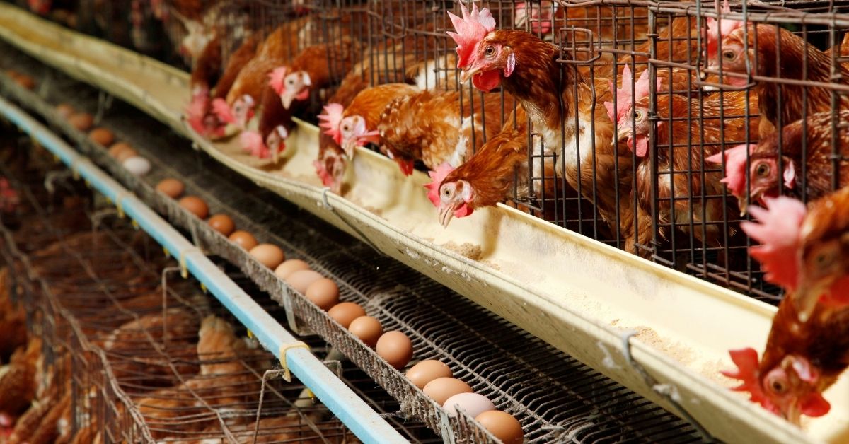 Produccion Huevo