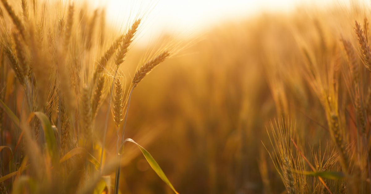 Cereales Cultivos EEUU