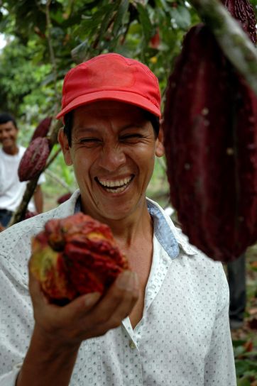 Farmer Admires Size Of Cacao Bean In Ecuador 362x544