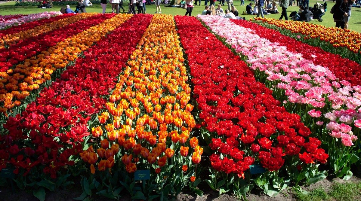 Flowers Tulips Field Varieties Plants Bulbs Bloom Blossom 552126