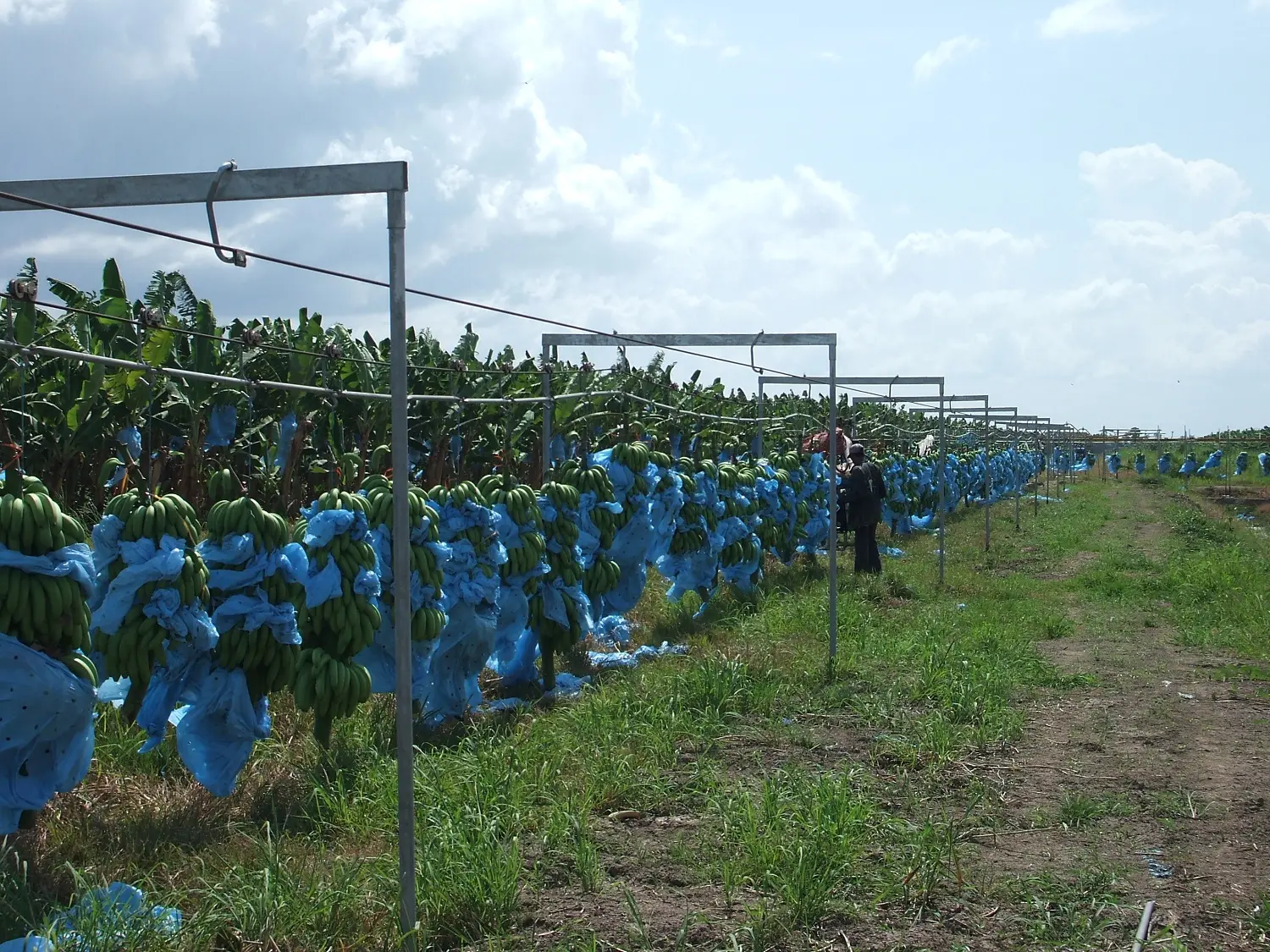 Cable Via Para Banano