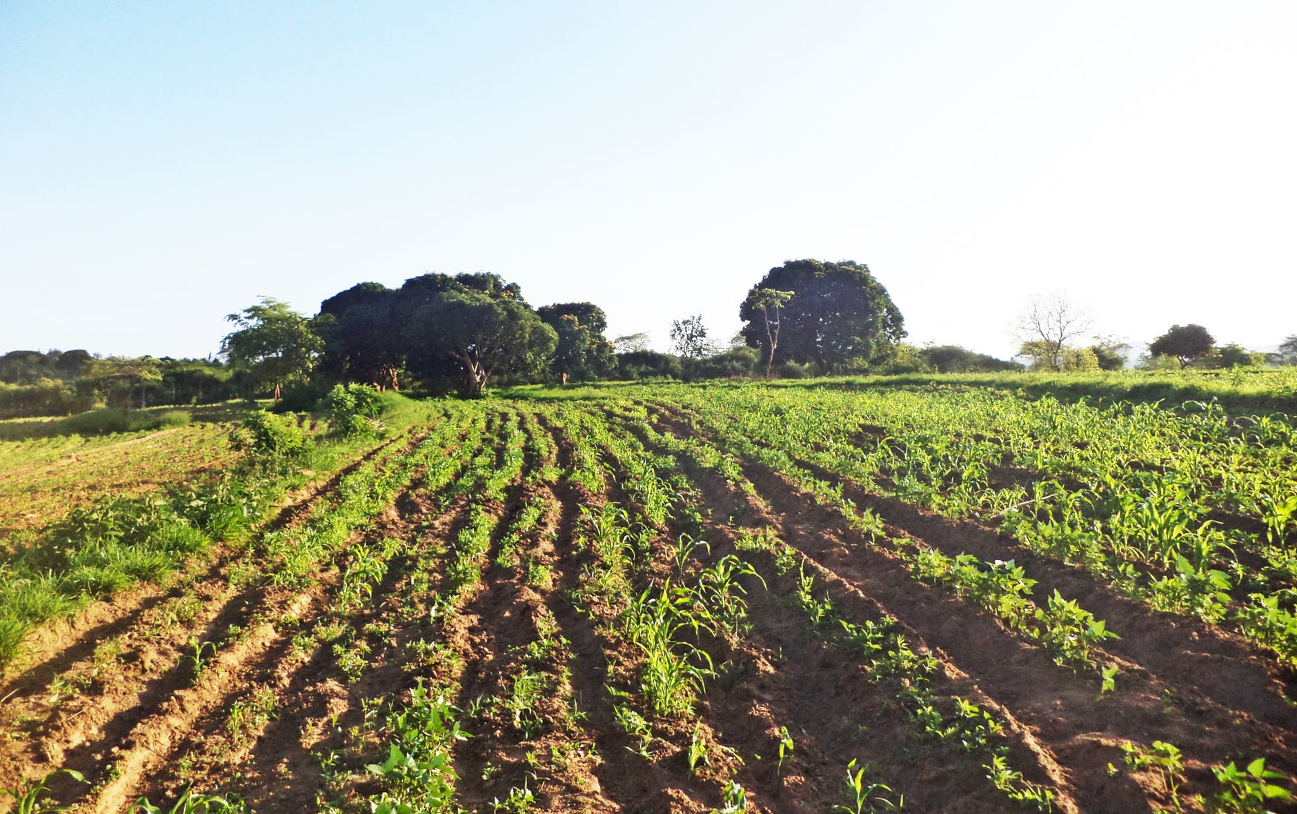 Pexels Photo 1494750