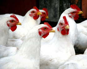 14 3 12 Alimentos Balanceados Para Animales El Sitio Avicola El Sitio Porcino Chris Wright Editor 1