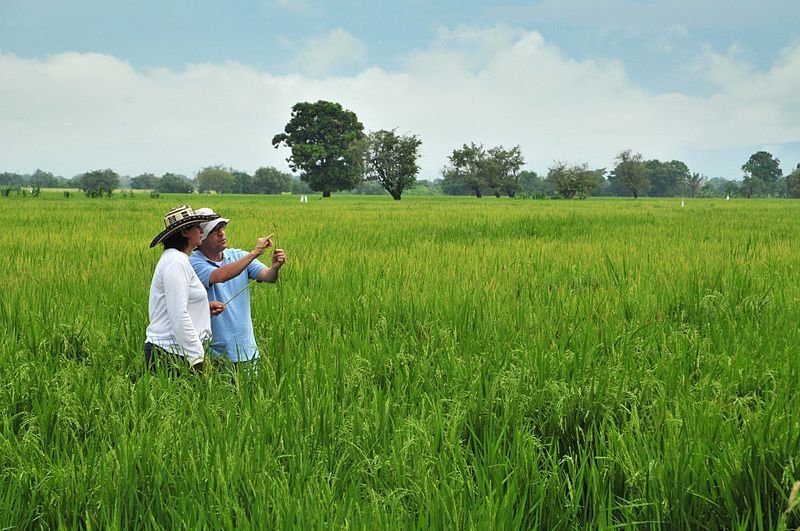Tolima Rice 8 4326124502