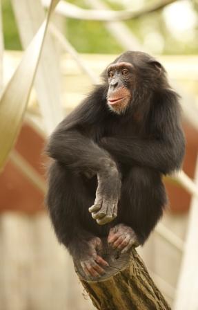 Chimpance