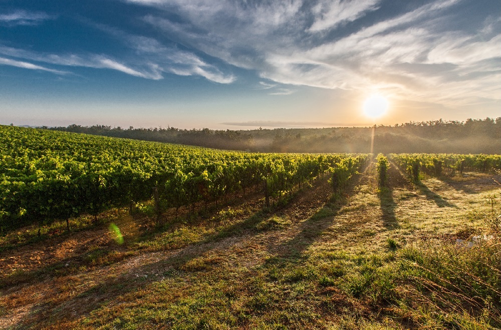 Tuscany Grape Field Nature 5194788